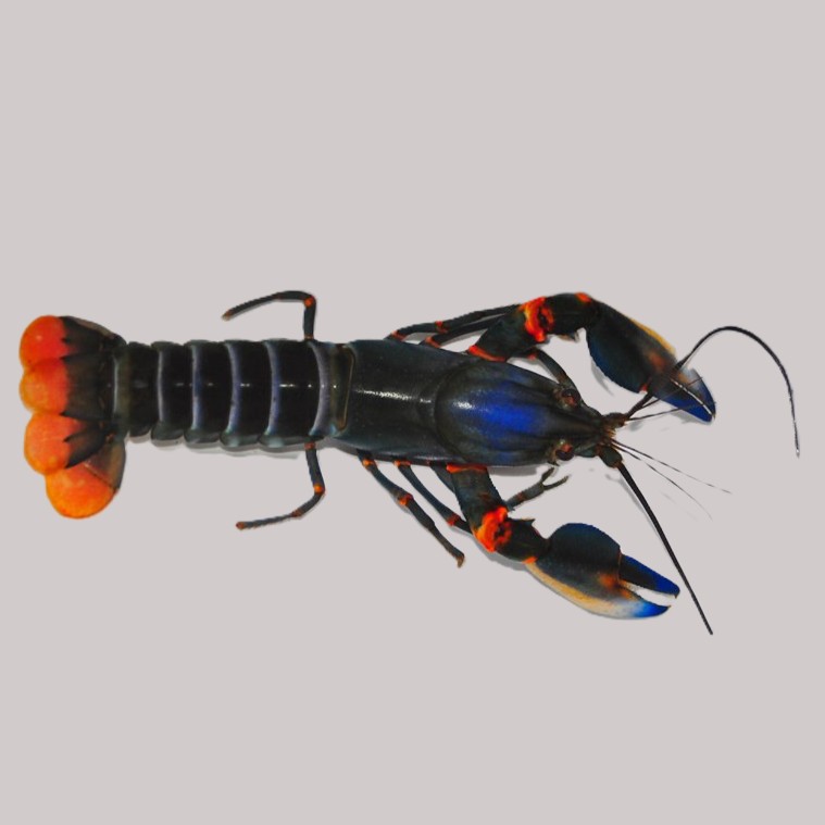 Cherax alyciae 7-8 cm